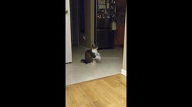 Cat shows owner she's hungry with adorable begging motion