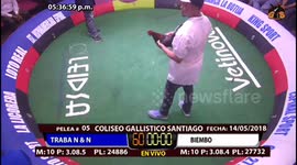 Pelea de gallos coliseo JO Kelner De Santiago