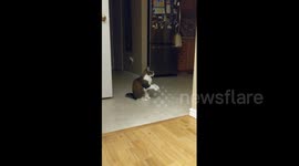 Cat shows owner she's hungry with adorable begging motion
