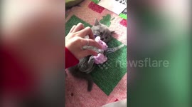 Kitten doesn't want owner to take mouse away
