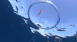 Watch what happens when a bubble ring collides with a jellyfish