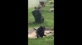 Gorilla let’s out a big fart at Jersey Zoo!