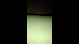 memory foam pillow GROWING HAIRS!!!!! living memory foam? alien?!