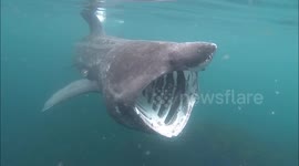 Watch a kayaker’s incredible encounter with a large basking shark
