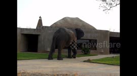 Elephant bull spots own reflection in safari lodge window