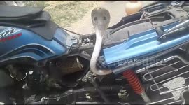 Hissing cobra tries to hitch ride on back of motorbike