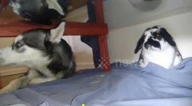 Husky and bunnies