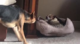 Hilarious video shows a dog dragging around an older pooch in his bed