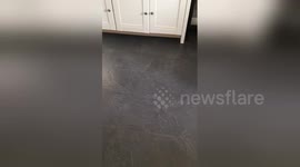 Newsflare Edit - Dog Wants Cats Bed