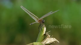 The Wretched Dragonfly Is Trying To Save Her Life From A Severe Storm