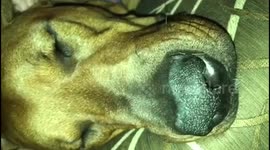 DEXTER’S NOT INTERESTED IN THE GAME