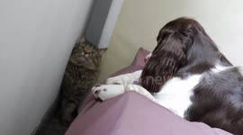 Cat acts like a cartoon when dog traps him in a corner.