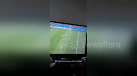Newsflare Edit - My blind dog loves the football https://t.co/1ov6L6FVtJ