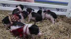 Vietnamese piglets bottle feeding while a curious dog watches