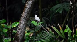 Rare albino kingfisher drawing in crowds in Singapore