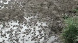 Incredible number of birds flock together for early morning drink