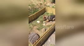 Newsflare Edit - Dog being chased by Michelle the tenacious tortoise