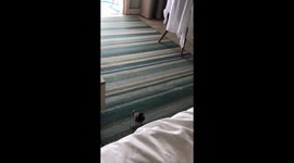 Theif and geneius crow