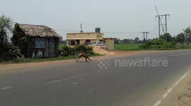 the monkey are crossing the highway very desperately