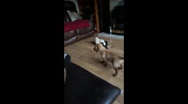 Budgie teasing puppy