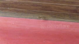 Cockroach in the Moscow hotel during World Cup