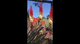 Bird extraordinary honey sucking moment