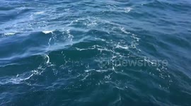 First excitement of whale watching in life