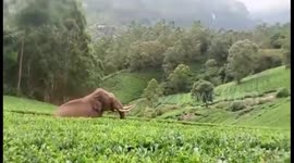 Incredible escape for man as charging elephant trips and falls
