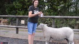 Football-loving sheep, Alan - likened to his namesake Shearer - practises his skills before the big game