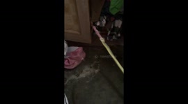 Husband catches snake stealing wife's pink nightie from knickers drawers