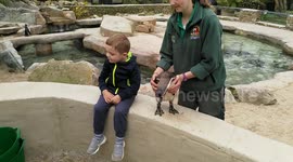 Penguin takes a fall