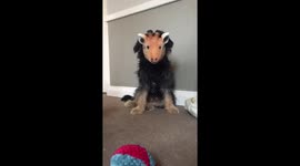 Giraffe/Puppy hybrid isn’t as cute as it seems