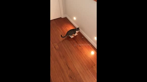 Kitten plays World Cup football