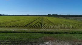 Crop flyover with drone