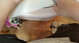 How to cut carrots with 7 adorable pugs