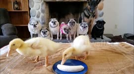 Adorable Pugs, Ducks & German Shepherd Eating Bananas - Pug Party Plus One Vlog
