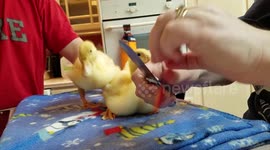 Adorable Ducklings Eating Strawberries for the first time