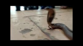 Glue removed from baby cobra’s head in tense rescue