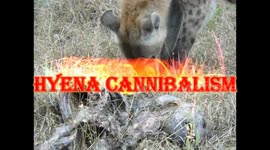 Cannibalism in nature - it is a dog eat dog world!