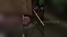 Husband catches snake stealing wife's pink nightie from knickers drawers