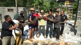 Giant 6m-long python that locals claim preyed on livestock captured in Indonesia's East Java