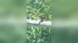 Nasty moment US woman finds squirrel eating out of condom