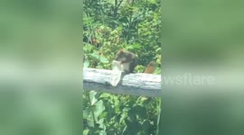 Nasty moment US woman finds squirrel eating out of condom
