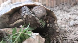 Turtle repeatedly wipes face when chewing on leaf