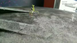 Why you dont talk crap to bugs