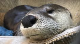 Baxter the North American river otter wants to tell you how he's feeling