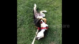 Lazy dog learns how to walk