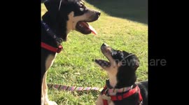 Dog reacts to a new sound