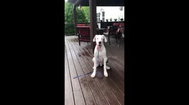Great Dane puppy failing at catching his ball