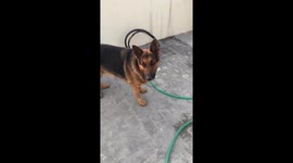 Dog bites in slow motion